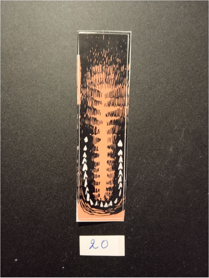 DATA EAST - Décor Jurassic Park - 1993 - N°20